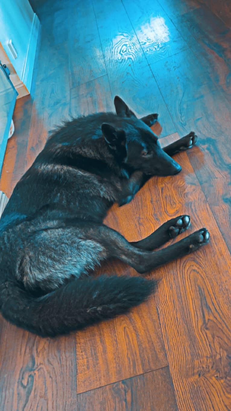 Fenris a dog tested with EmbarkVet.com