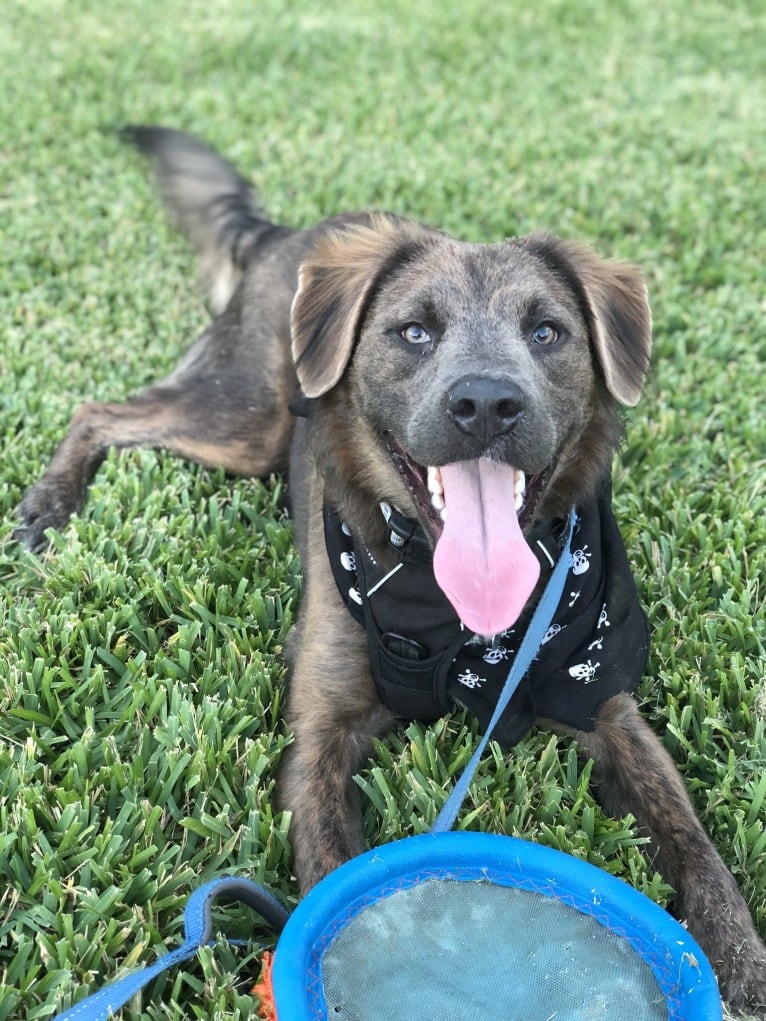 Beaux, an American Pit Bull Terrier and German Shepherd Dog mix tested with EmbarkVet.com