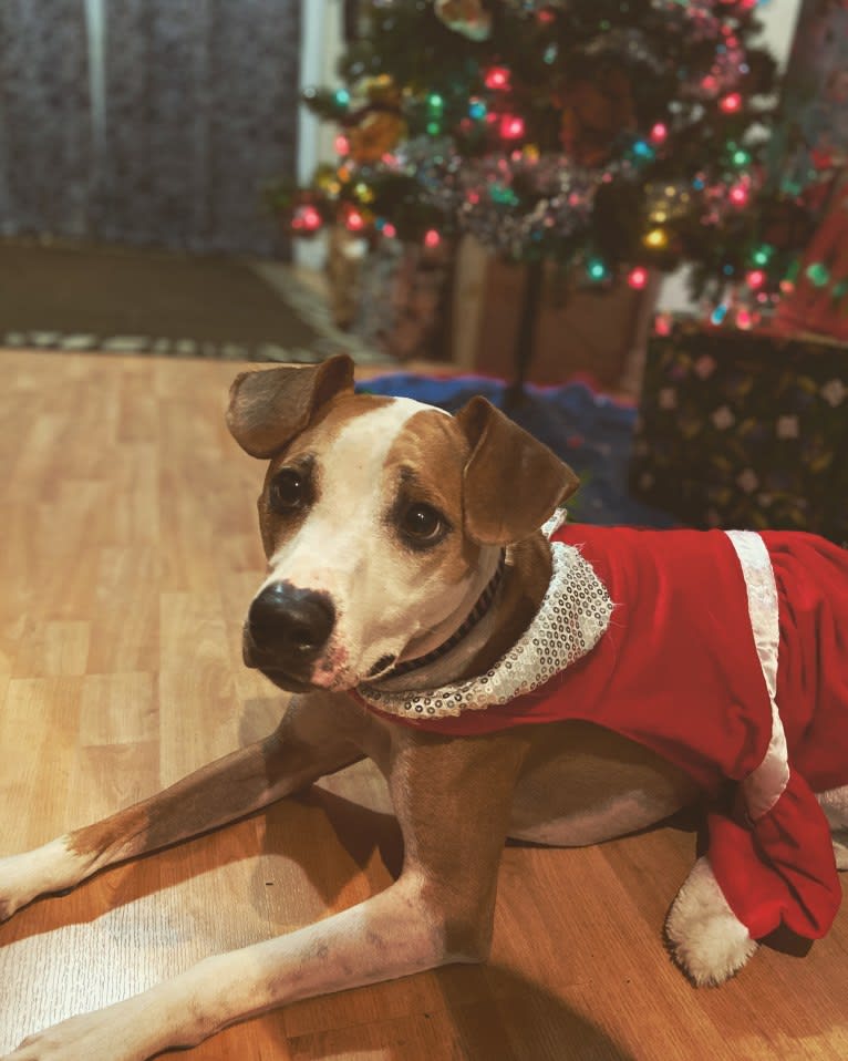 Cappucino, a Chihuahua and American Pit Bull Terrier mix tested with EmbarkVet.com