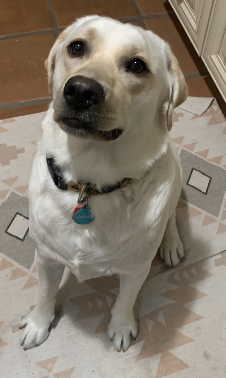 Pongo, a Labrador Retriever tested with EmbarkVet.com