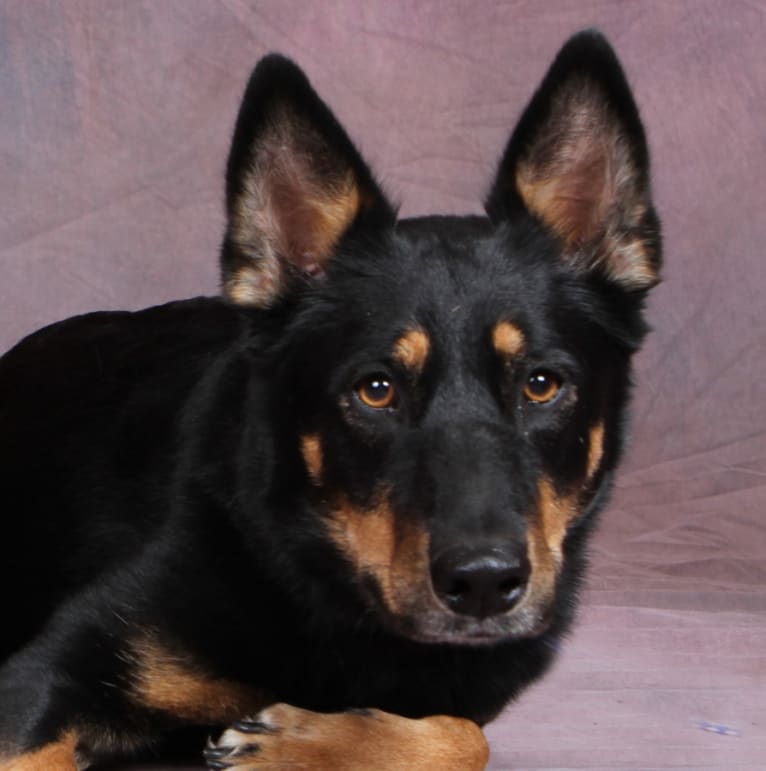 Kepler, a German Shepherd Dog and Labrador Retriever mix tested with EmbarkVet.com