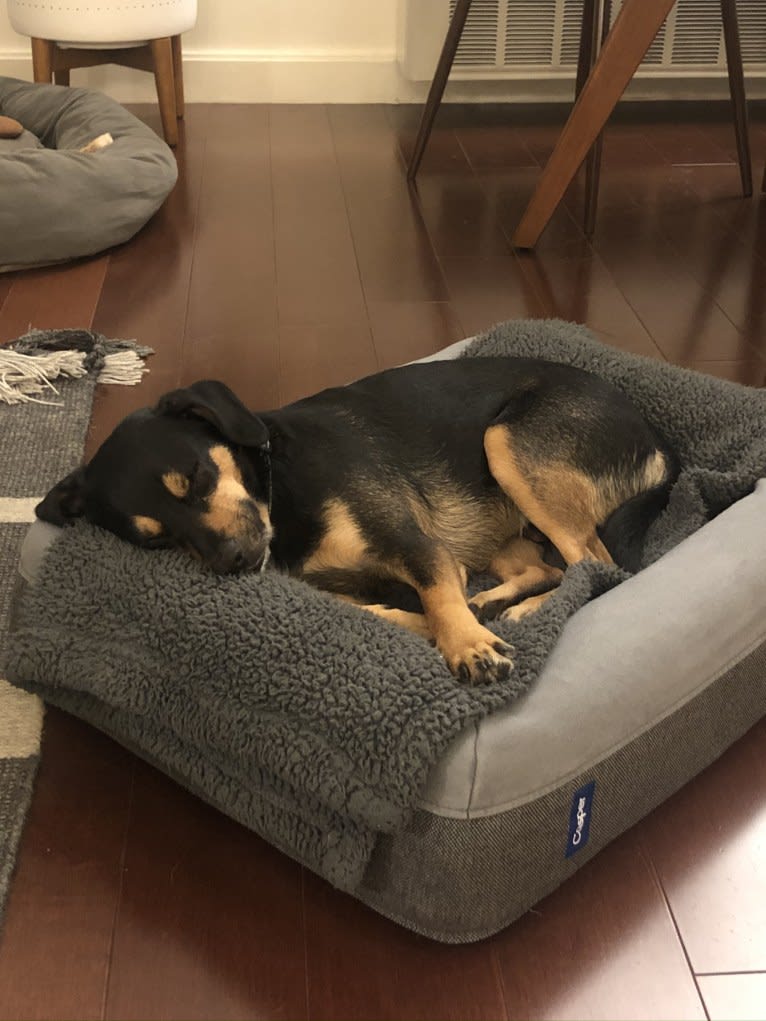 Cody, a Rat Terrier and Cocker Spaniel mix tested with EmbarkVet.com