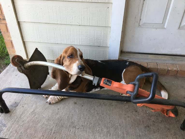 Butler, a Basset Hound tested with EmbarkVet.com