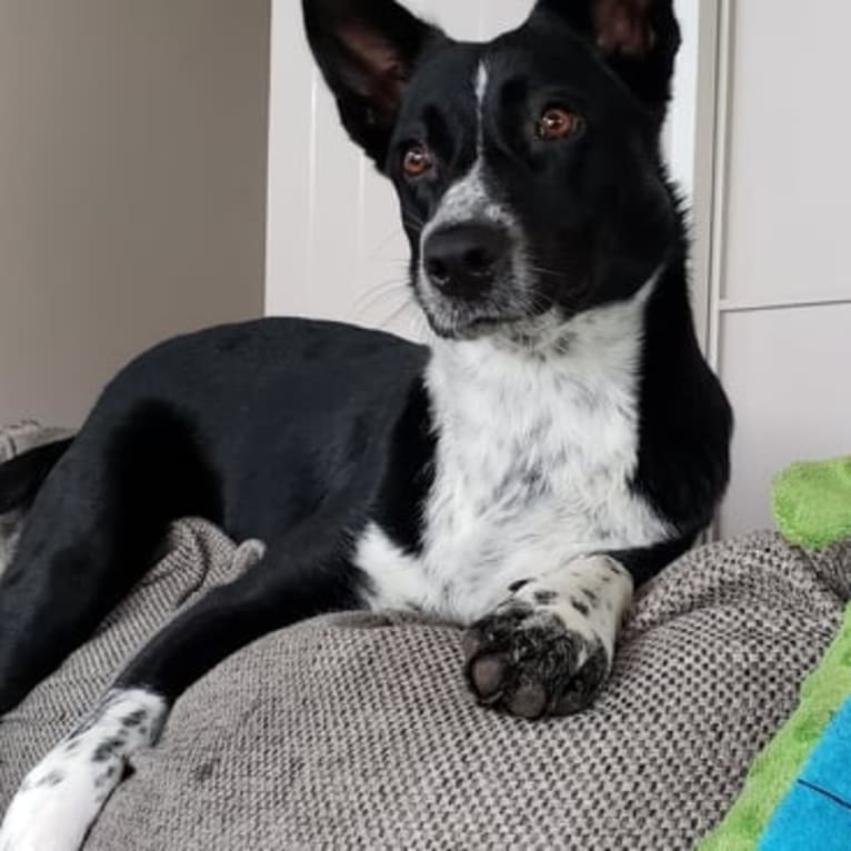 Malu, an Australian Shepherd and Catahoula Leopard Dog mix tested with EmbarkVet.com