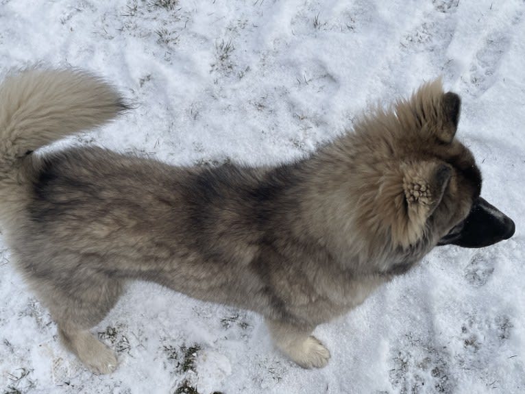 Nymeriah Raine 🌈🌧️, a Siberian Husky tested with EmbarkVet.com