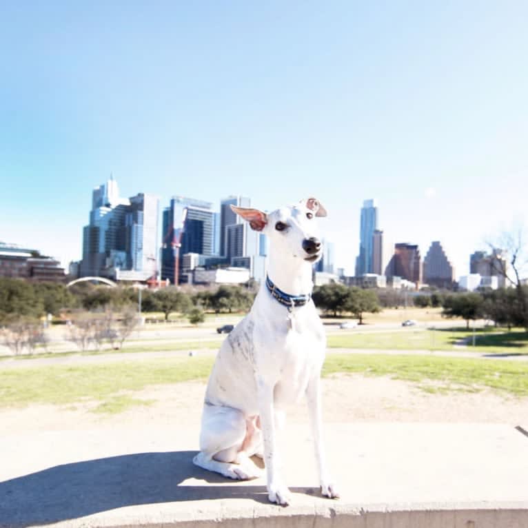 Jack, a Whippet tested with EmbarkVet.com