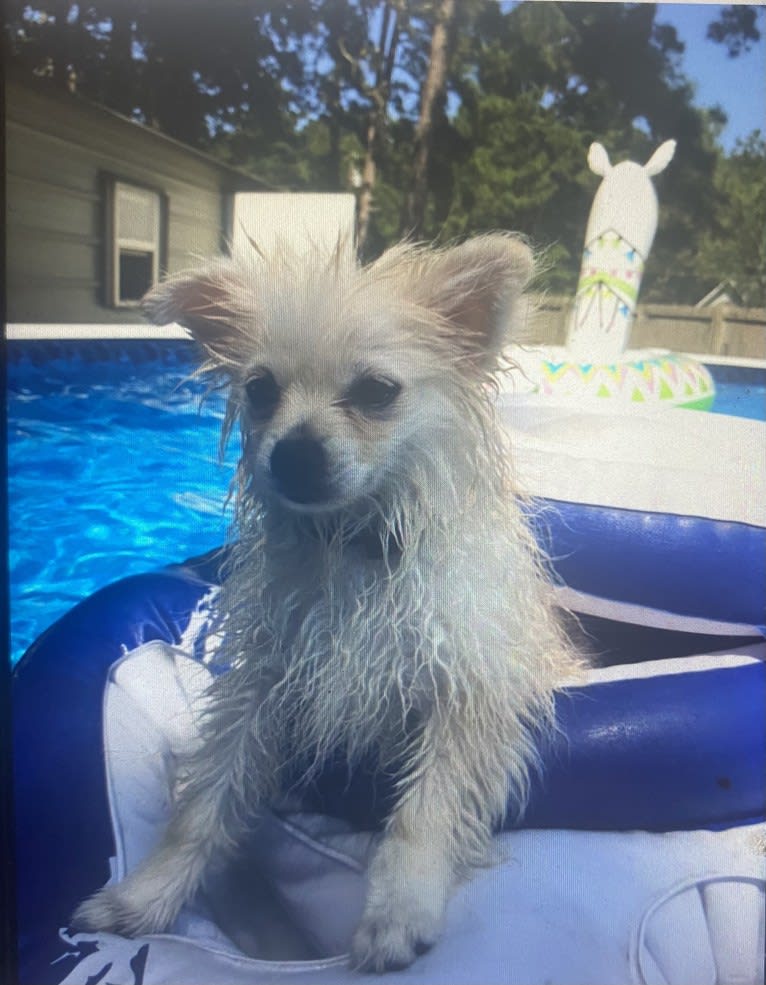 Koda, a Pomeranian tested with EmbarkVet.com