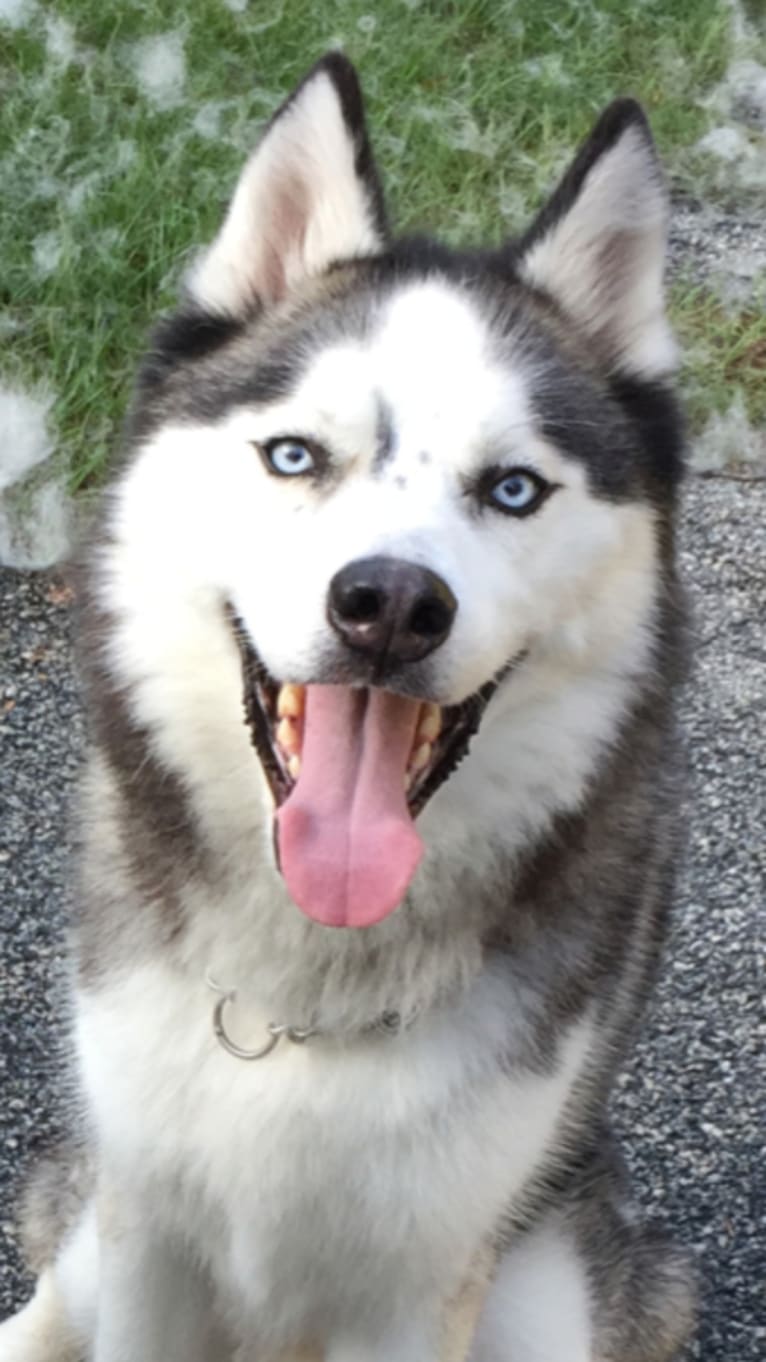 Kenai, a Siberian Husky tested with EmbarkVet.com