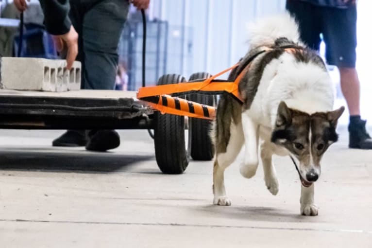 Flint, a West Siberian Laika tested with EmbarkVet.com