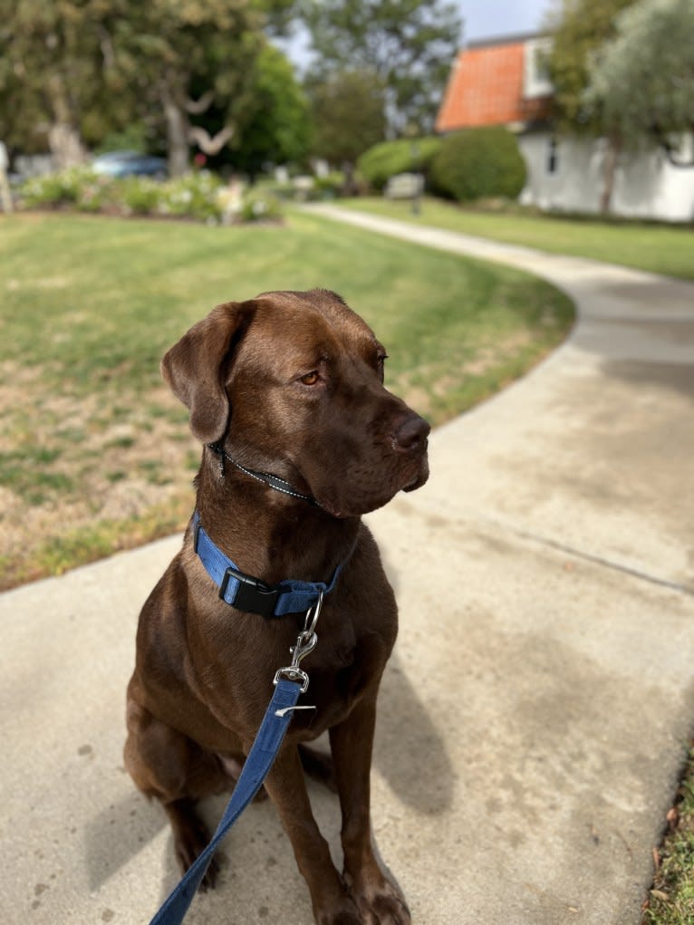 Clifford, a Great Dane and Tibetan Mastiff mix tested with EmbarkVet.com