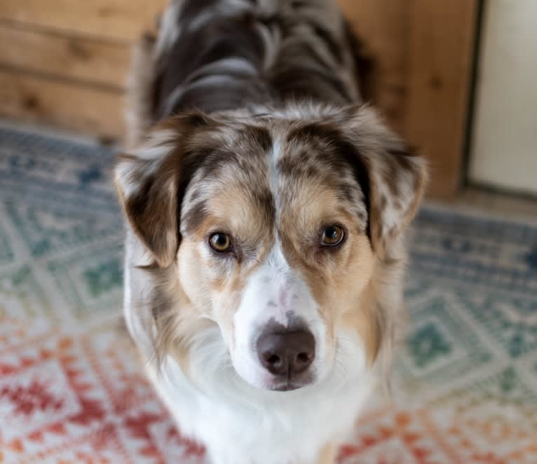 Neville, an Australian Shepherd tested with EmbarkVet.com