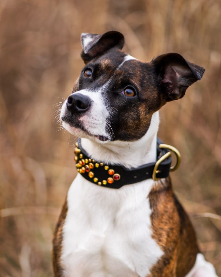 Pan, a Russell-type Terrier and Border Collie mix tested with EmbarkVet.com