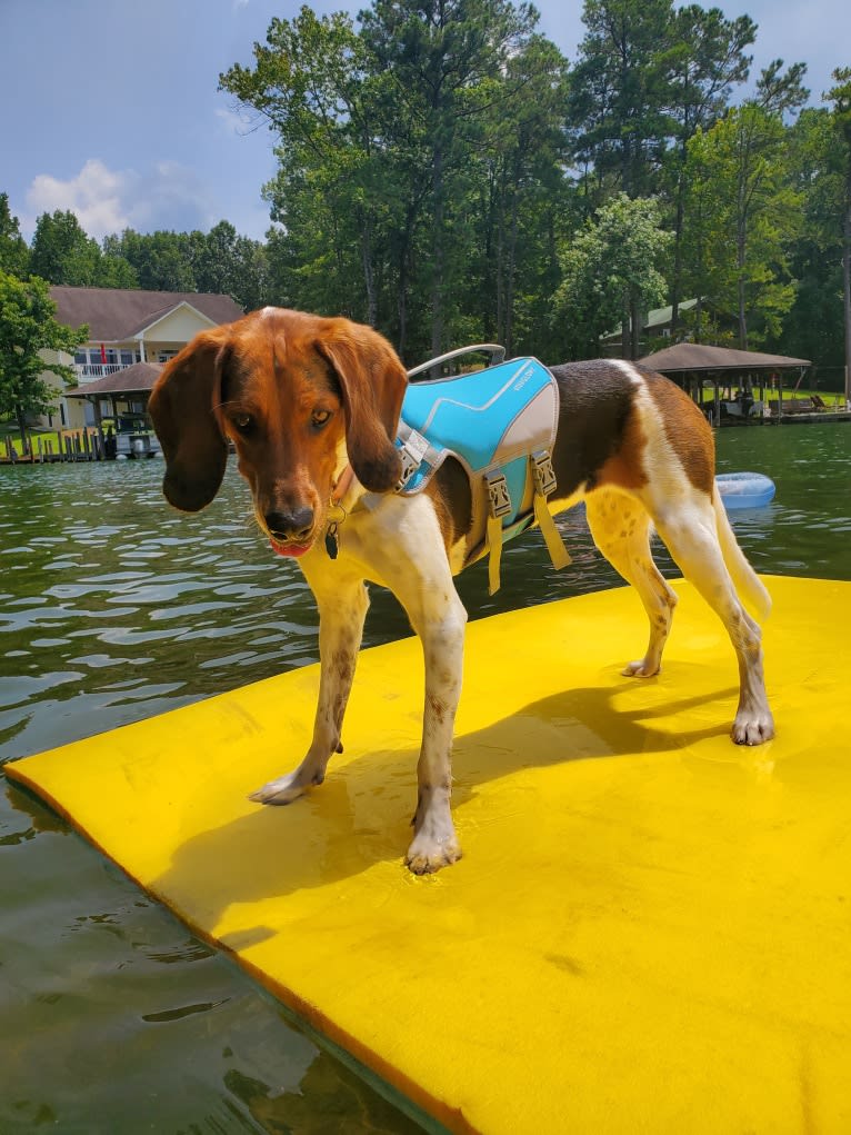 Lunatic, a Basset Hound and Boston Terrier mix tested with EmbarkVet.com