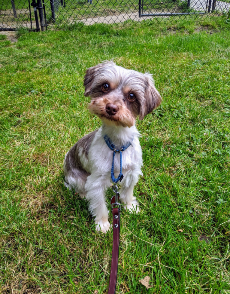 Frodo, a Biewer Terrier and Yorkshire Terrier mix tested with EmbarkVet.com