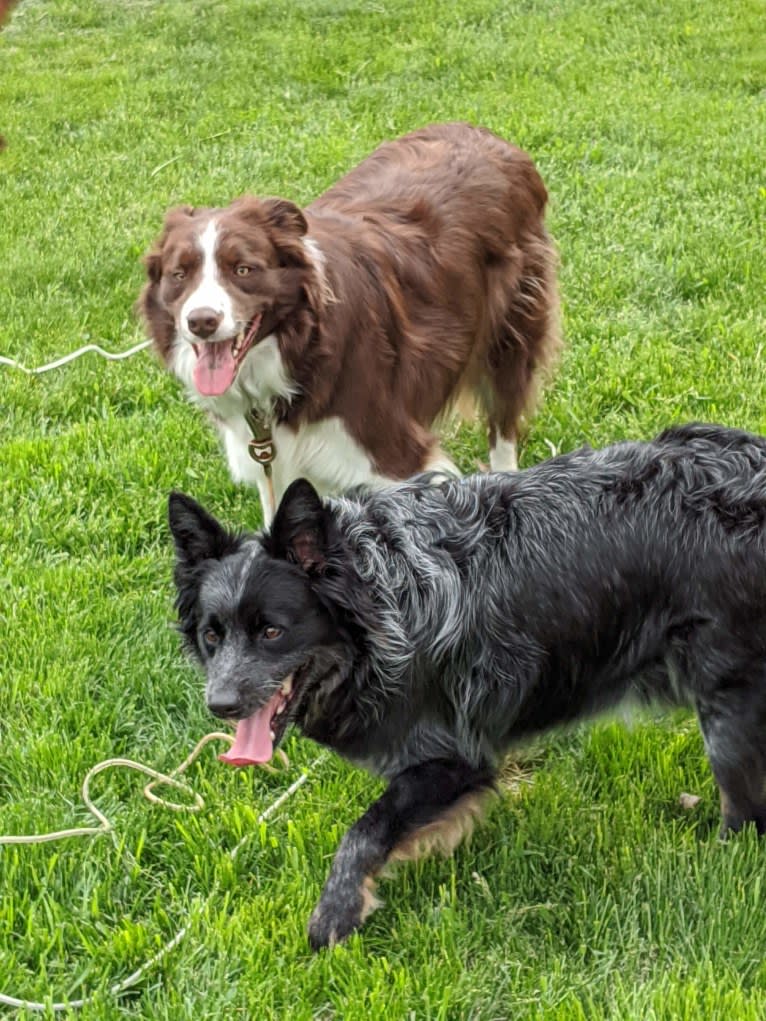 Atlas Mussatti, a Border Collie tested with EmbarkVet.com