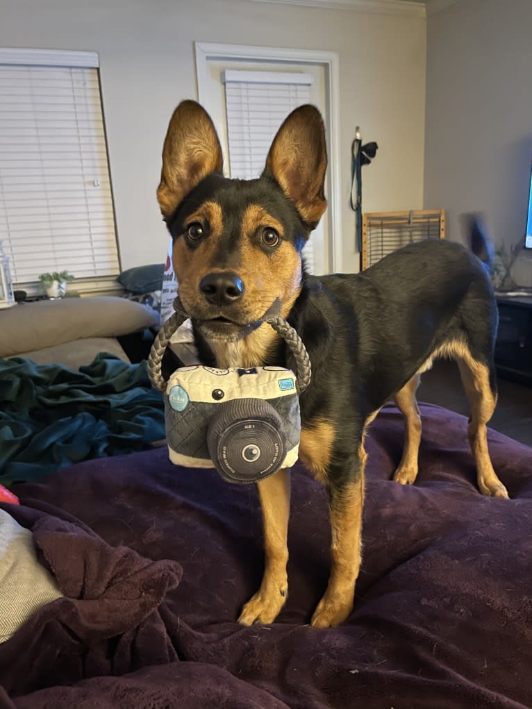 Gimli, an Australian Cattle Dog and Rottweiler mix tested with EmbarkVet.com