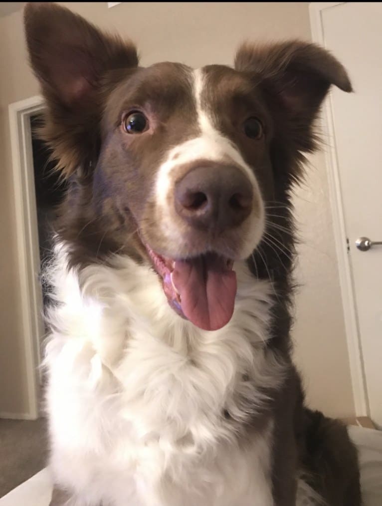 Christopher, an Australian Shepherd and Border Collie mix tested with EmbarkVet.com