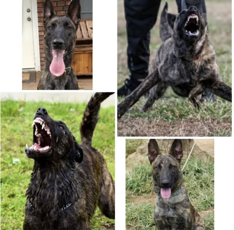 Jinx Van Patriot, a Dutch Shepherd and German Shepherd Dog mix tested with EmbarkVet.com