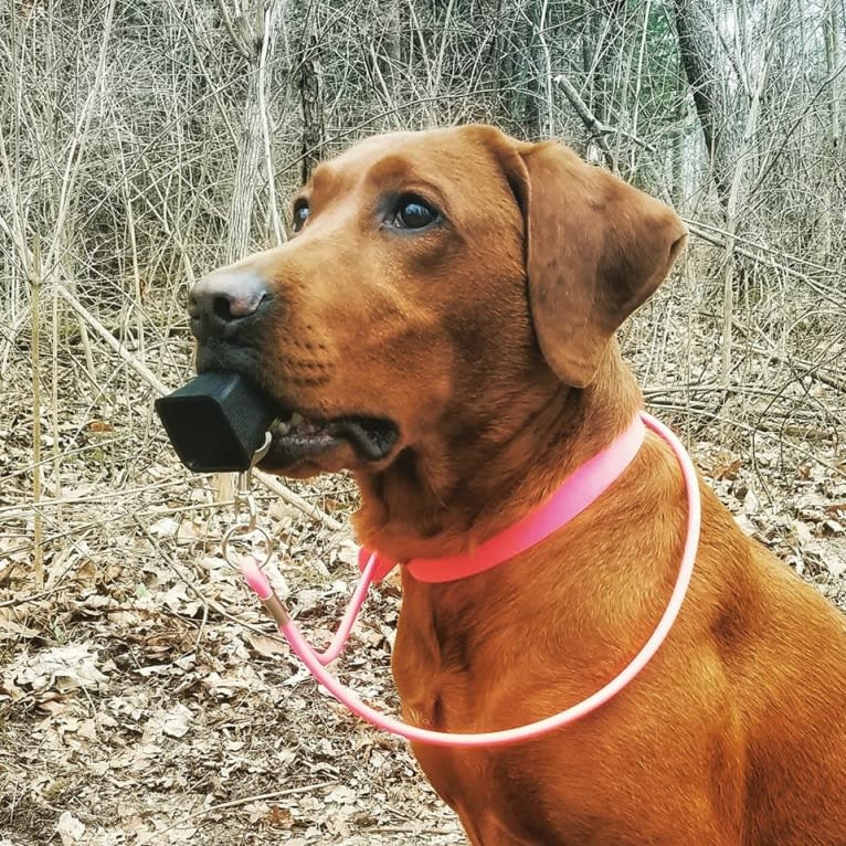 Aries, a Labrador Retriever tested with EmbarkVet.com