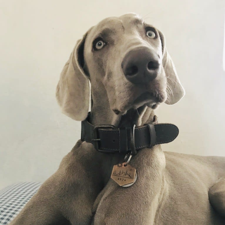 Arya the Weim, a Weimaraner tested with EmbarkVet.com