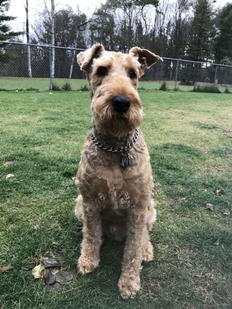 Jeter, an Airedale Terrier tested with EmbarkVet.com