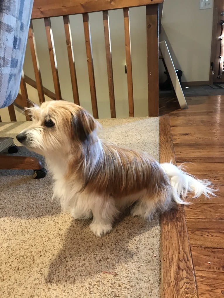 Winham’s Cowboy Cody of Cowgirl Cotons, a Coton de Tulear tested with EmbarkVet.com