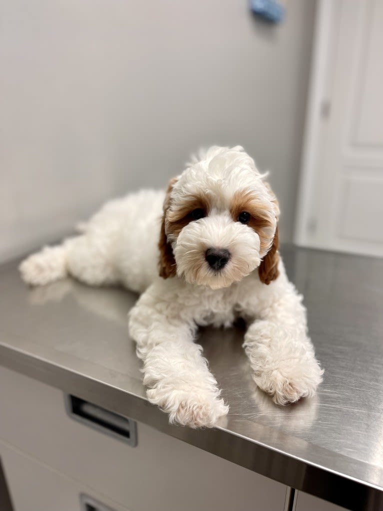 Tucker, a Poodle (Small) and Cavalier King Charles Spaniel mix tested with EmbarkVet.com