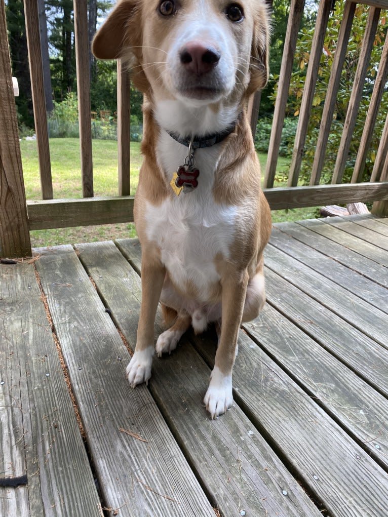 Clyde, a West African Village Dog tested with EmbarkVet.com