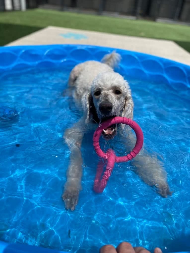 Photo of Isley, a Poodle (Standard) 