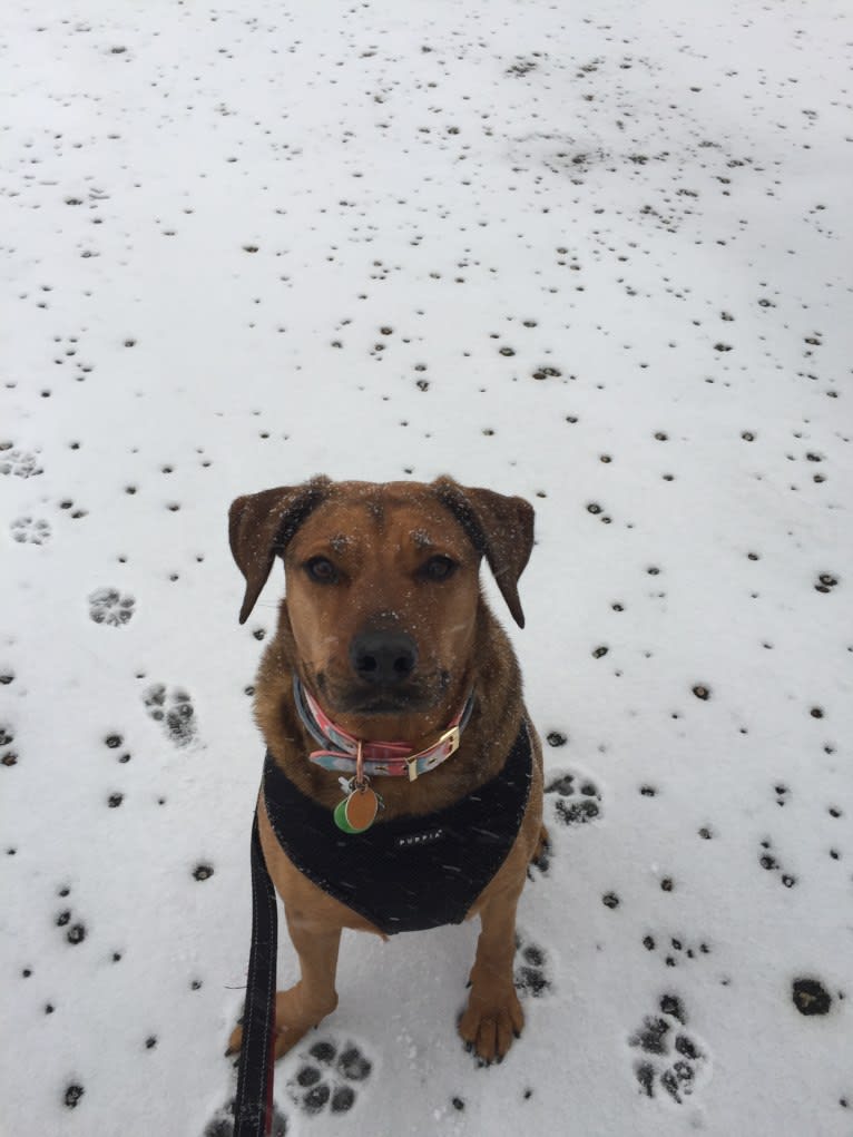 Ginger, a Rottweiler and American Pit Bull Terrier mix tested with EmbarkVet.com