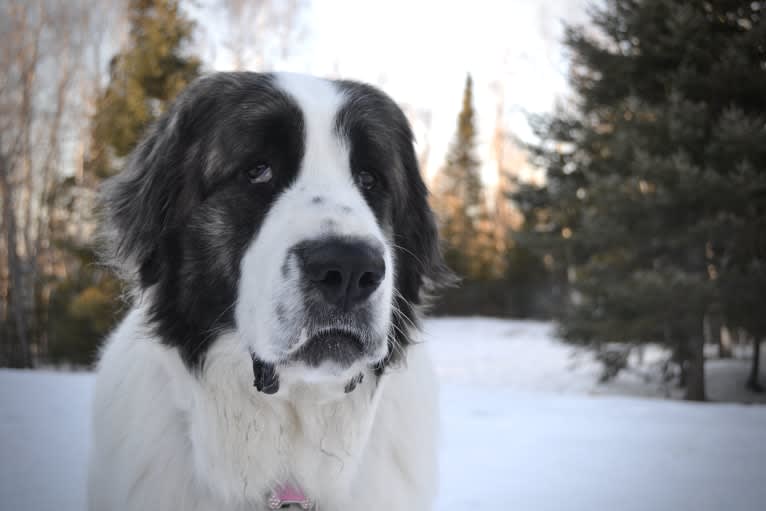 Cali, a Pyrenean Mastiff tested with EmbarkVet.com