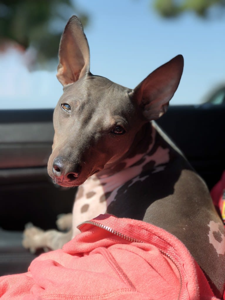 Louie, an American Hairless Terrier tested with EmbarkVet.com