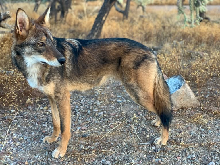 Cilantro, a Border Collie and Coyote mix tested with EmbarkVet.com