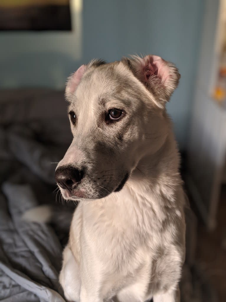 Juno, a Labrador Retriever and Siberian Husky mix tested with EmbarkVet.com