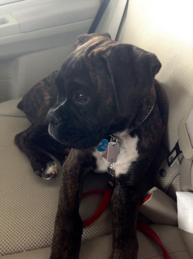 Murray, a Boxer tested with EmbarkVet.com