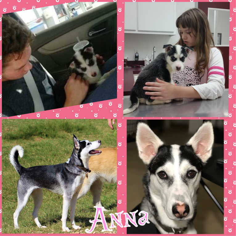 Anna, a Siberian Husky and American Pit Bull Terrier mix tested with EmbarkVet.com