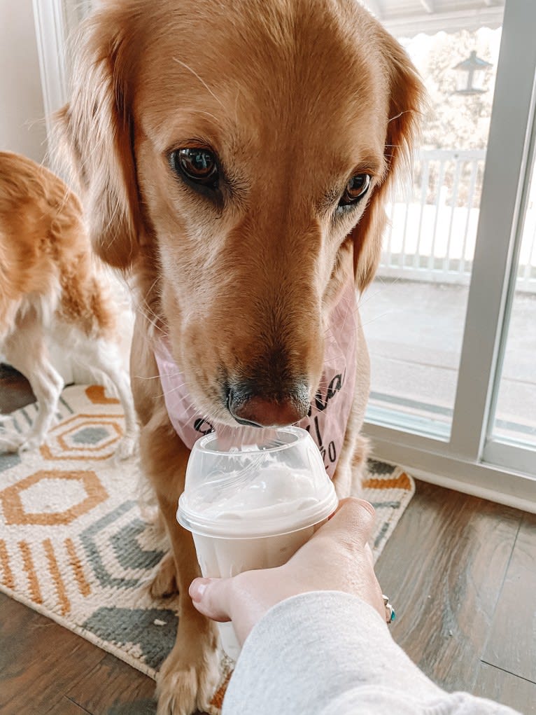 Marley, a Golden Retriever tested with EmbarkVet.com