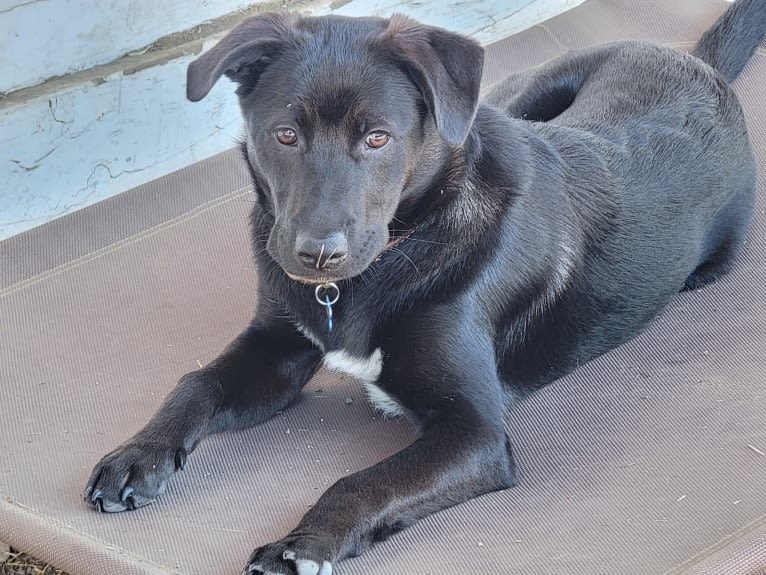 Maya, a Rottweiler and German Shepherd Dog mix tested with EmbarkVet.com