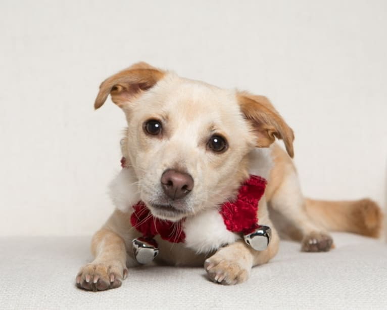 Buster AKA Busty, a Chihuahua and Russell-type Terrier mix tested with EmbarkVet.com