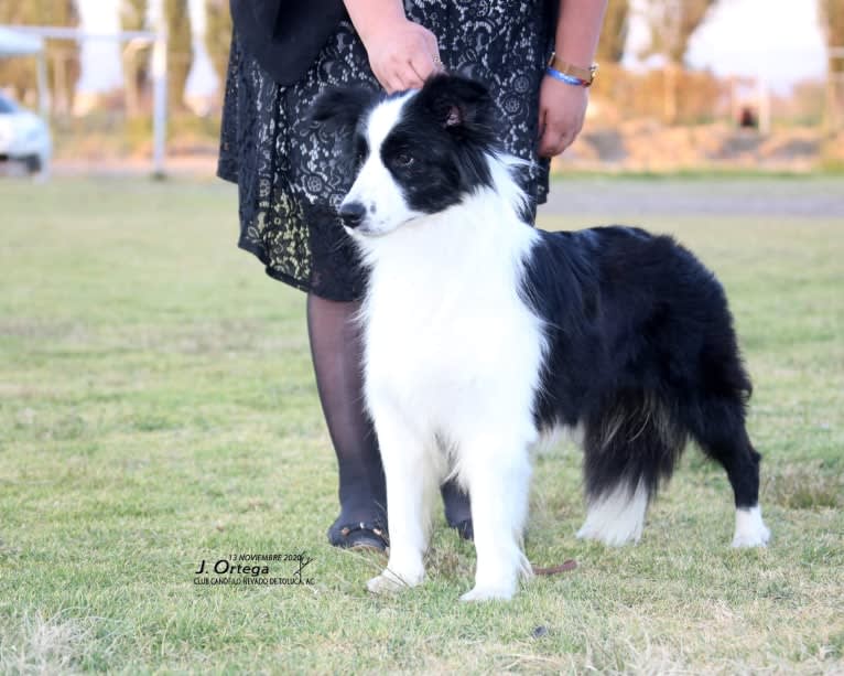 JBK Diamonds R Forever, a Border Collie tested with EmbarkVet.com