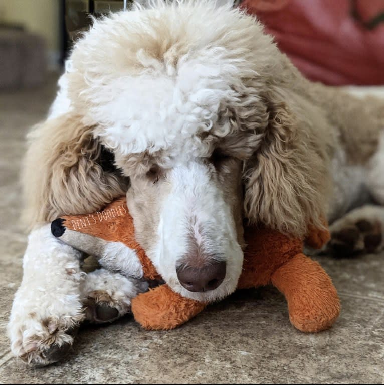 Remy, a Poodle (Standard) tested with EmbarkVet.com