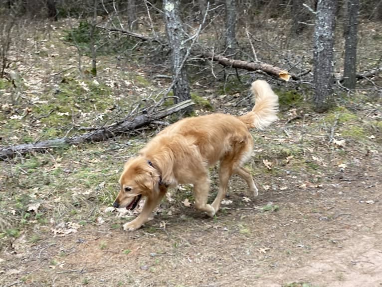 Timber “Gross Manor’s I’ll Be The One You Won’t Forget”, a Golden Retriever tested with EmbarkVet.com