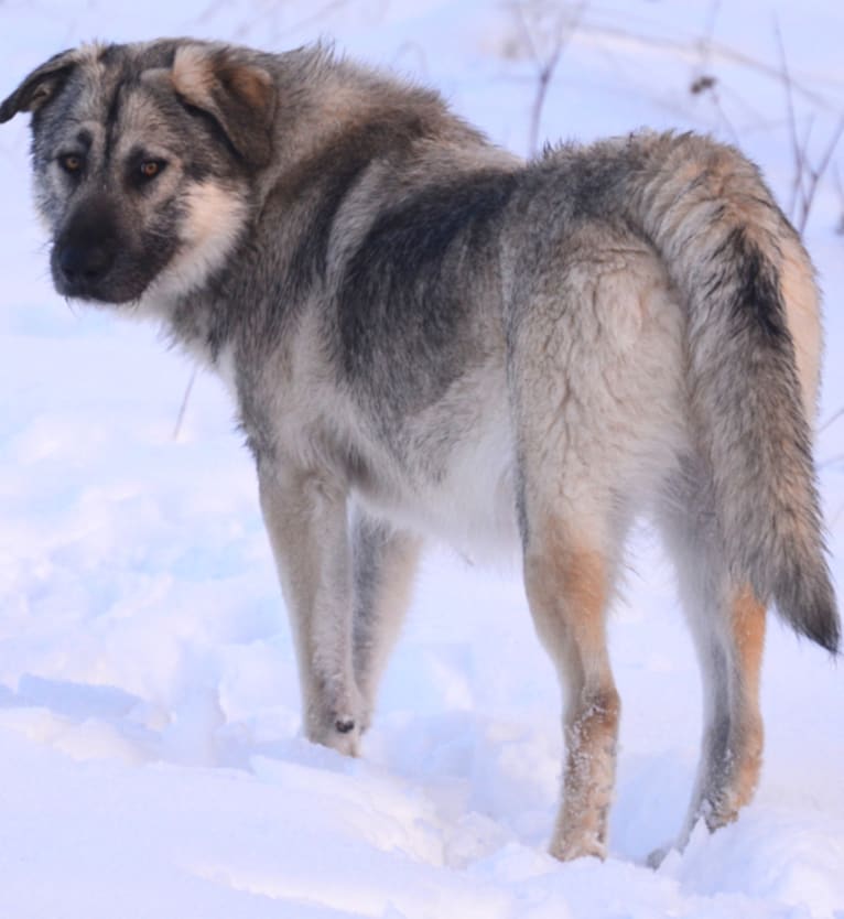 Shennara, a German Shepherd Dog and Alaskan Malamute mix tested with EmbarkVet.com