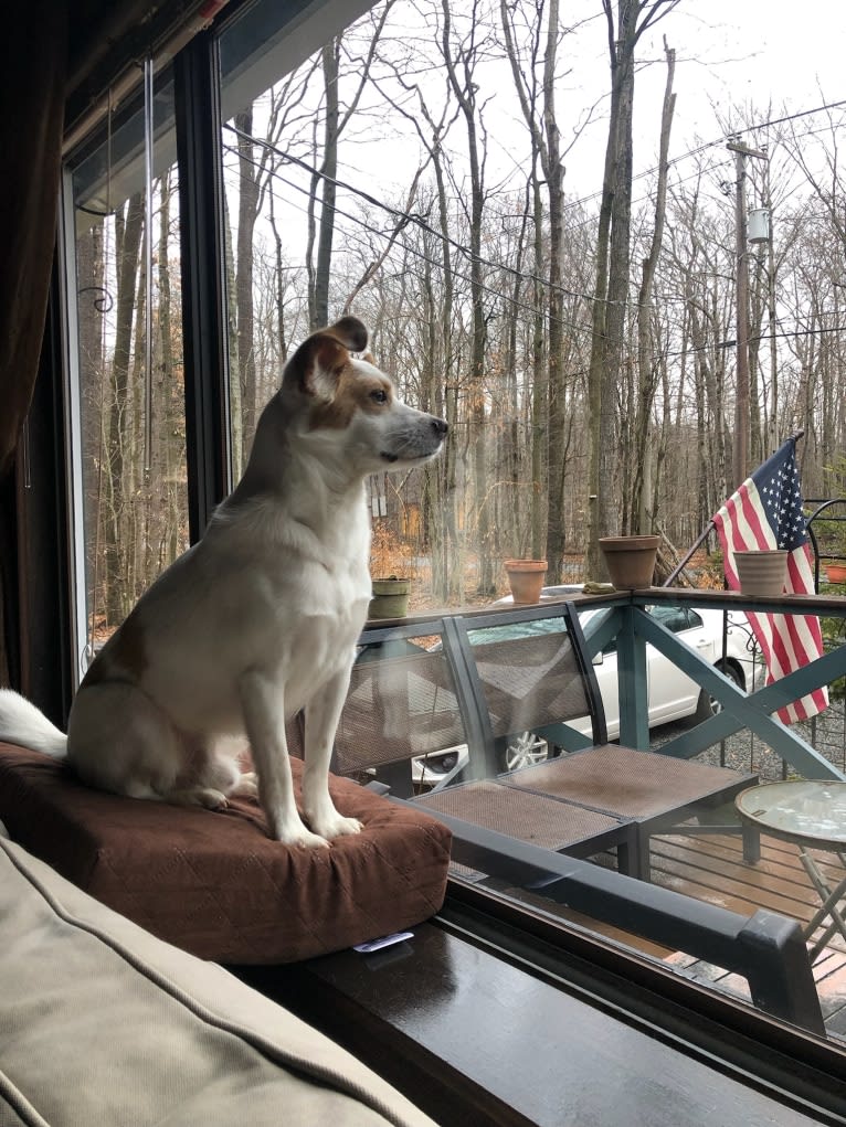 Jasper Chet, a Japanese or Korean Village Dog tested with EmbarkVet.com