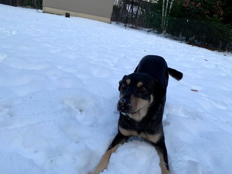 River, a Catahoula Leopard Dog and Labrador Retriever mix tested with EmbarkVet.com