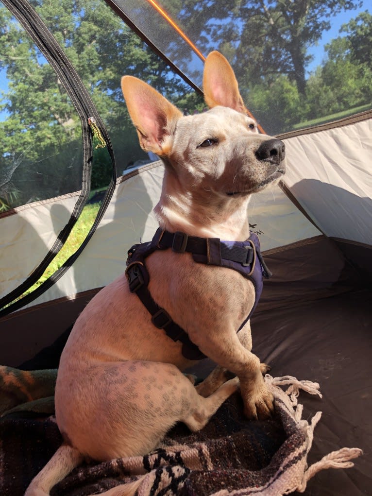 Marty, an American Pit Bull Terrier and Chihuahua mix tested with EmbarkVet.com