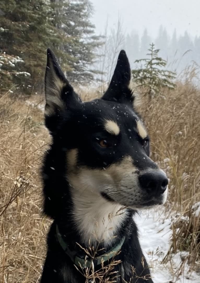 Ernest, an Alaskan-type Husky tested with EmbarkVet.com