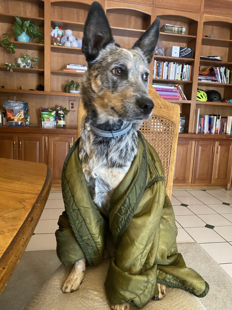 Kai, an Australian Cattle Dog tested with EmbarkVet.com