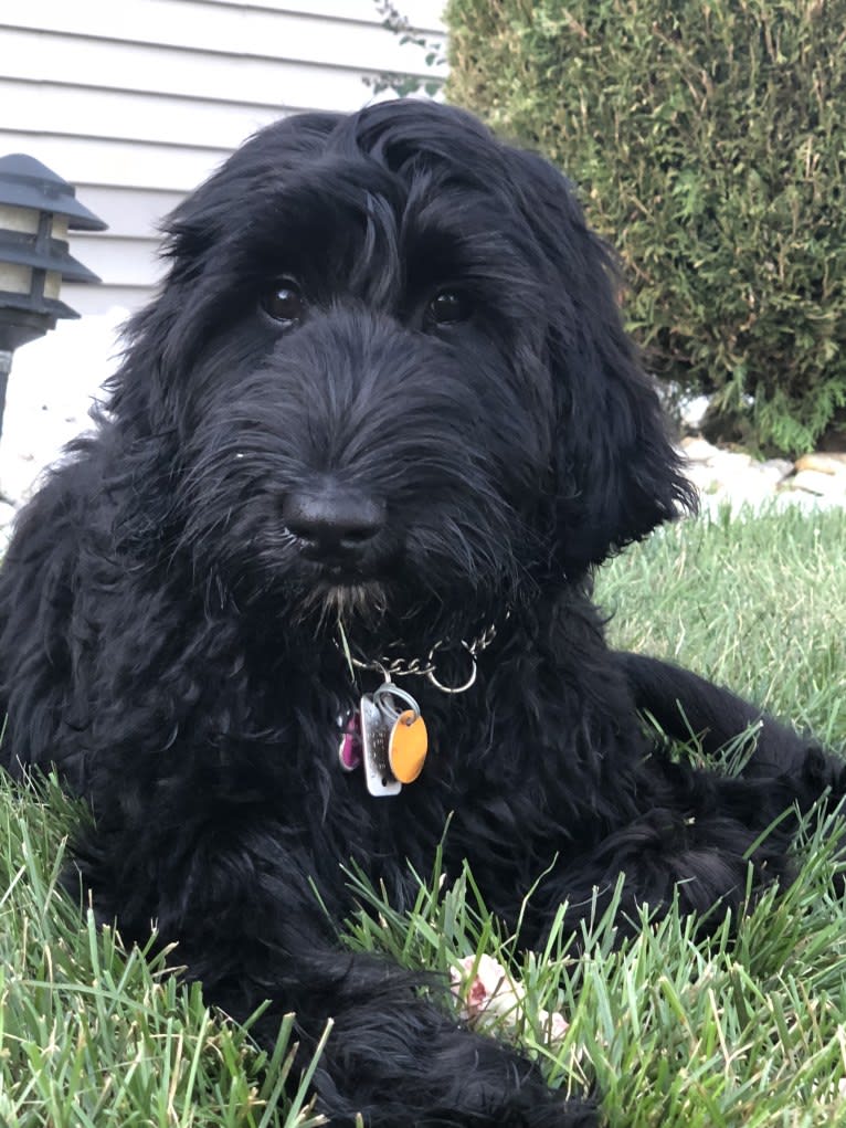 Juno, a Poodle (Standard) and English Cocker Spaniel mix tested with EmbarkVet.com