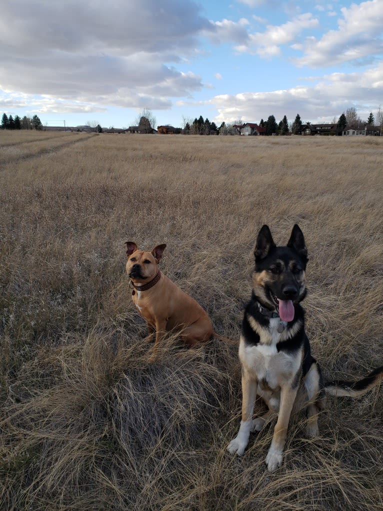 Percy, a German Shepherd Dog and Siberian Husky mix tested with EmbarkVet.com